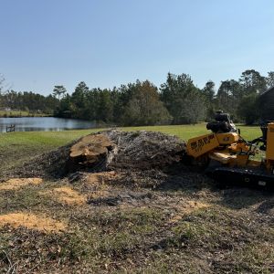 Before stump grinding, project photo 1