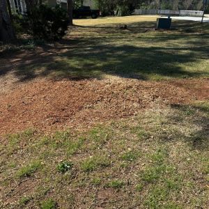 After stump grinding, project photo 5