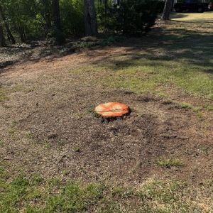 Before stump grinding, project photo 4