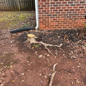 Before stump grinding, project photo 6