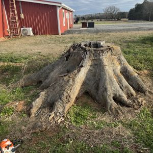 Before stump grinding, project photo 8