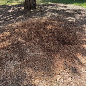After stump grinding, project photo 11