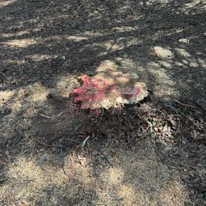 Before stump grinding, project photo 10